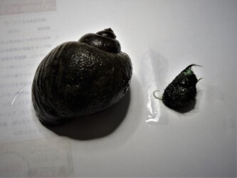 左がジャンボタニシ 右が在来のタニシ