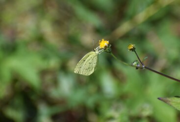 センダングサの蜜を吸うキタキチョウ