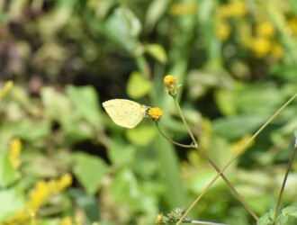 センダングサの蜜を吸うキタキチョウ