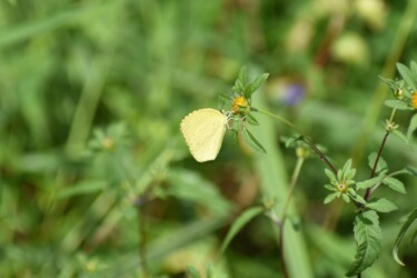 センダングサの蜜を吸うキタキチョウ