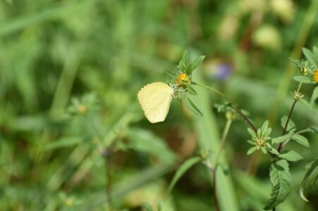 センダングサの蜜を吸うキタキチョウ