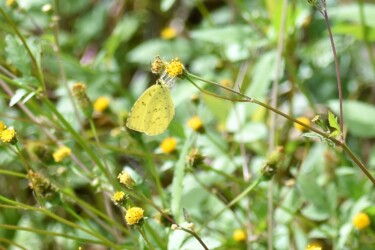 センダングサの蜜を吸うキタキチョウ