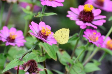 ヒャクニチソウの蜜を吸う