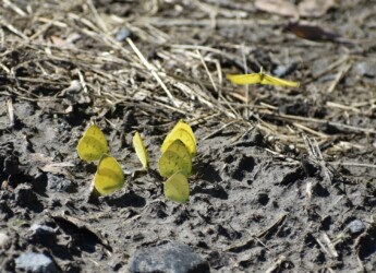 集団で吸蜜するキタキチョウ