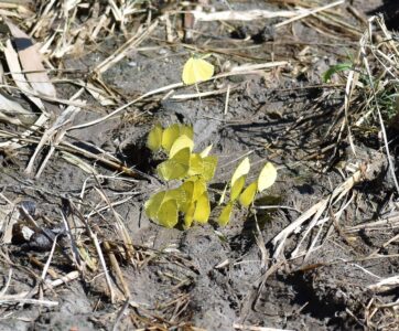 集団で吸蜜するキタキチョウ