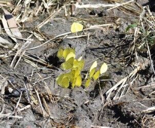 集団で吸蜜するキタキチョウ