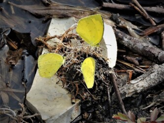 集団で吸蜜するキタキチョウ