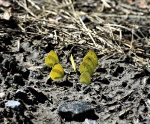 集団で吸蜜するキタキチョウ