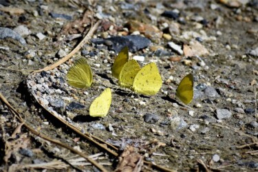 集団で吸蜜するキタキチョウ