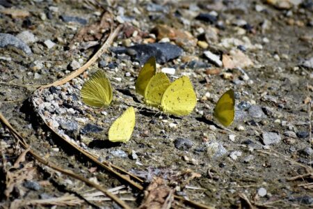 集団で吸蜜するキタキチョウ