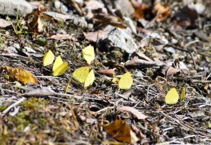 集団で吸蜜するキタキチョウ