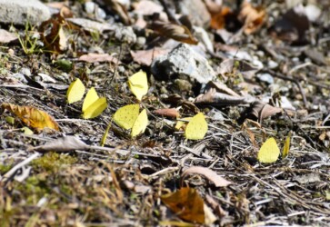 集団で吸蜜するキタキチョウ