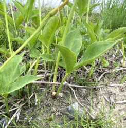 茎の下にムカゴがついたカラスビシャク