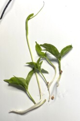 3小葉の葉とムカゴの仏炎苞