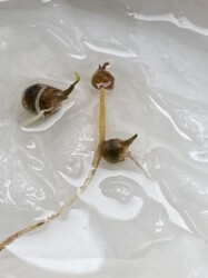 発芽し出したカラスビシャク