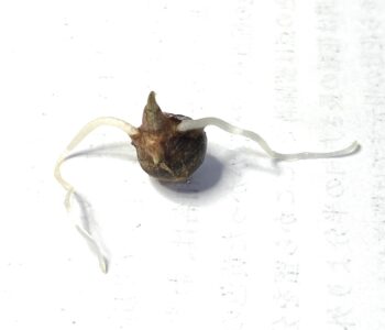 発芽し出したカラスビシャク