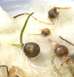 緑の葉が出だした