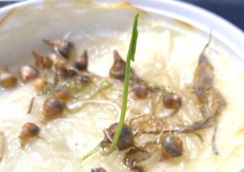 緑の葉が出だした