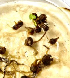 緑の葉が出だした