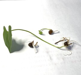 ハート形の出てきた葉