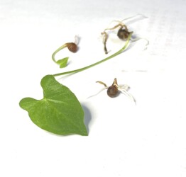 ハート形の出てきた葉