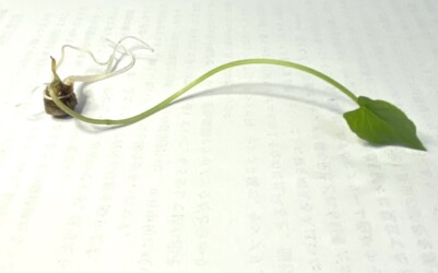 ハート形の出てきた葉