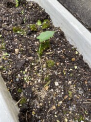 地植えしたカラスビシャク