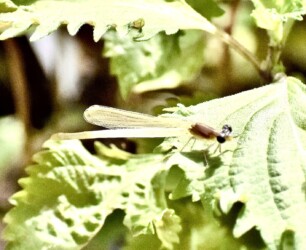 羽化したてのベニイトトンボ