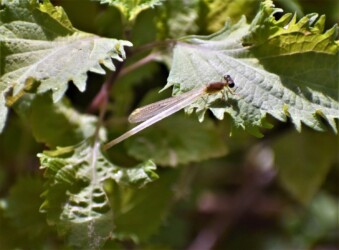 羽化したてのベニイトトンボ