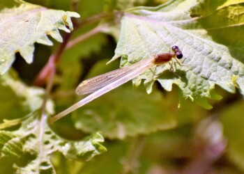 羽化したてのベニイトトンボ
