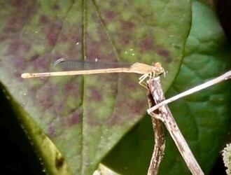 羽化してまもなくハエを捕食