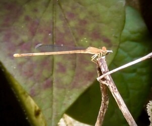 羽化してまもなくハエを捕食