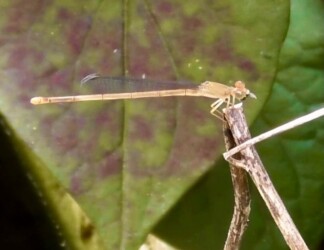 羽化してまもなくハエを捕食