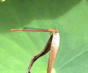 同じ個体の体色変化