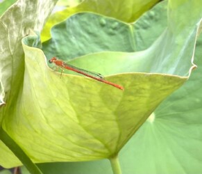 同じ個体の体色変化