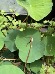 同じ個体の体色変化