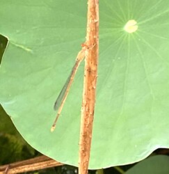 同じ個体の体色変化