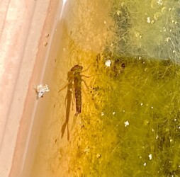 ベニイトトンボのヤゴ