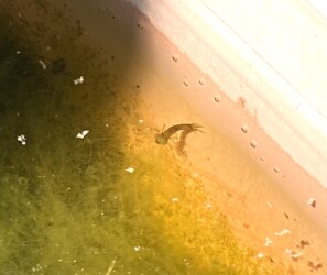 ベニイトトンボのヤゴ