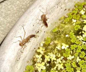 ベニイトトンボの抜け殻