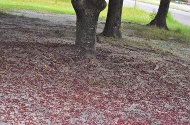 下に落ちたヤマモモの実