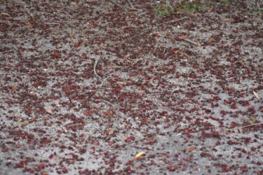 下に落ちたヤマモモの実