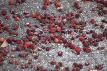 下に落ちたヤマモモの実