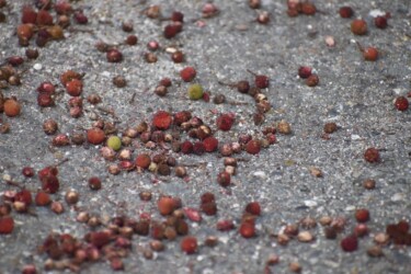 下に落ちたヤマモモの実