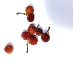 ヤマモモの実 ケーキなどで見たような⁈