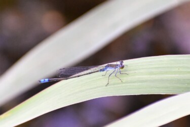 オス 胸部に白い粉を帯びる