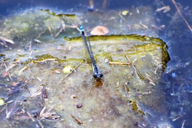 オス 胸部に白い粉を帯びる