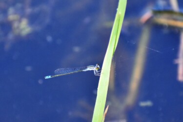 オス 胸部に白い粉を帯びる