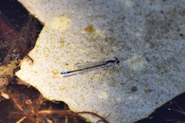 オス 胸部に白い粉を帯びる