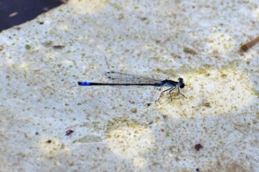 オス 胸部に白い粉を帯びる